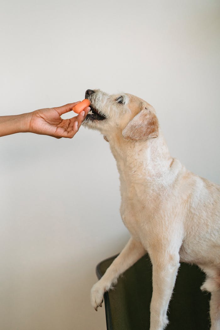 Crop anonymous ethnic woman feeding vegetable to white puppy sitting on chair